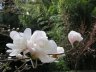 Nikitsky Botanic Garden11.JPG - 